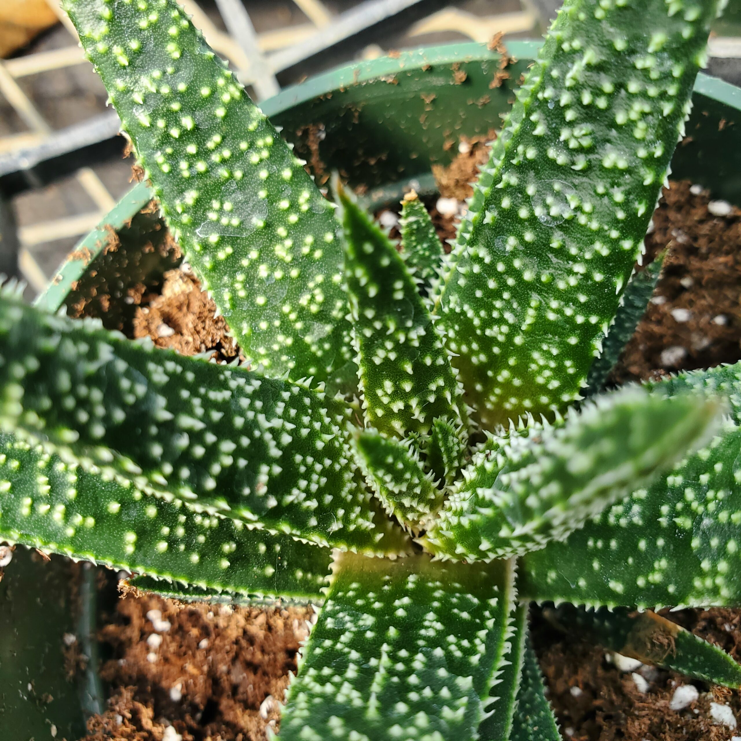 Twilight aloe succulent with scaled deep green leaves and white teeth by Studley Flower Gardens