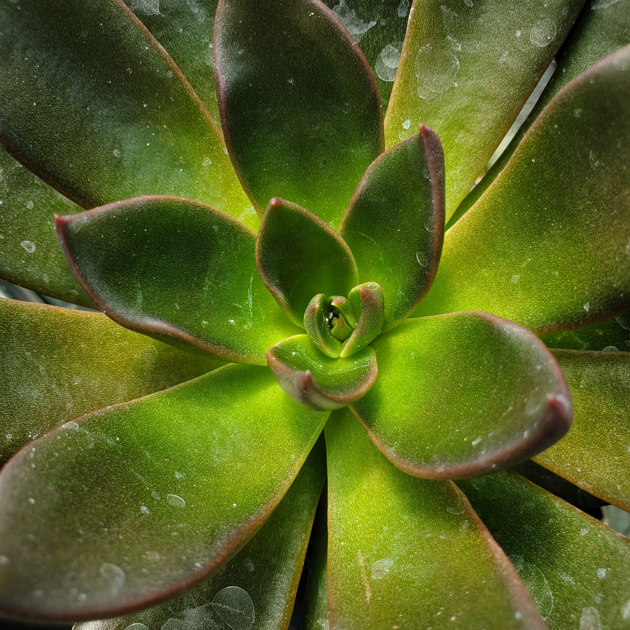 Black Flash Echeveria succulent with scaled leaves by Studley Flower Gardens