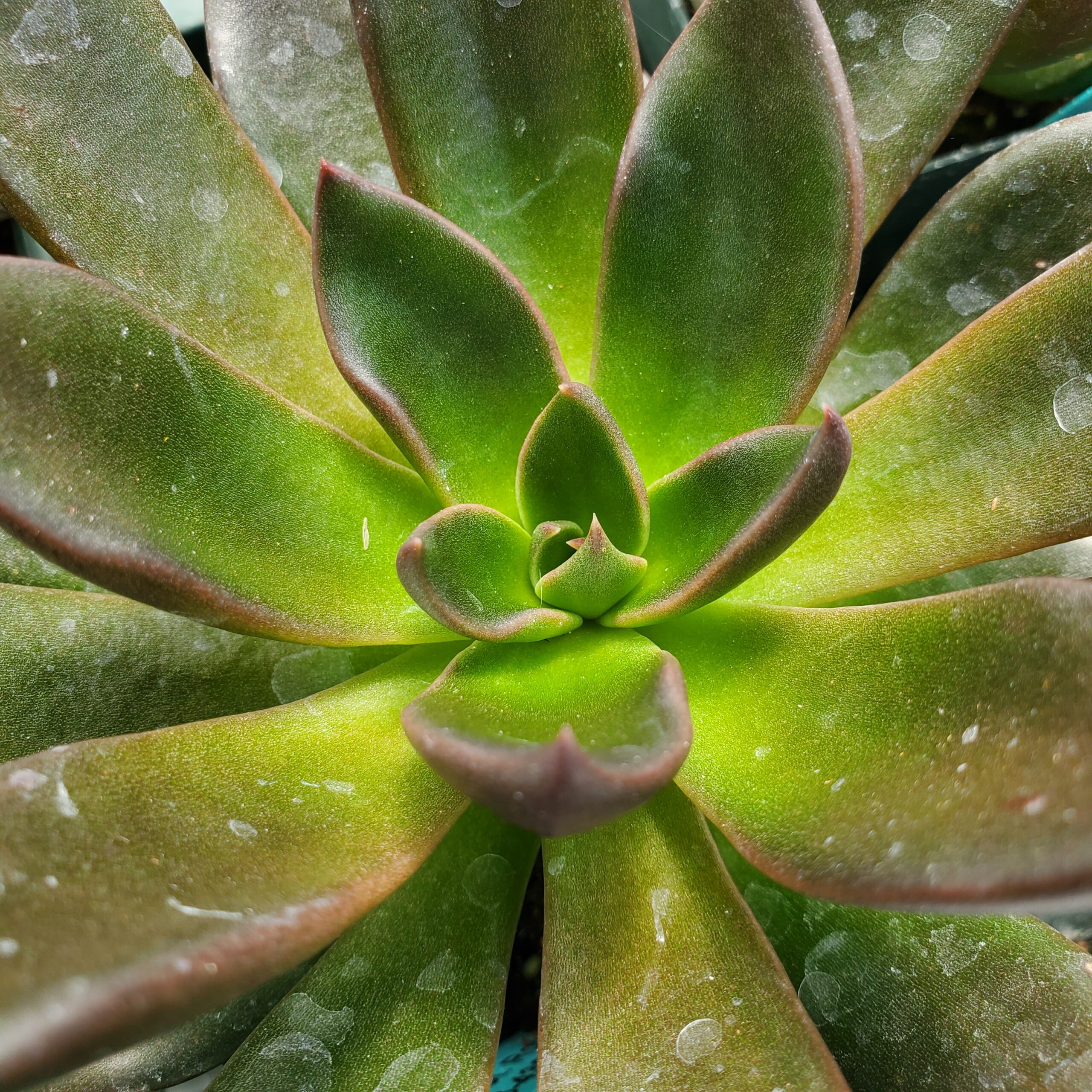 Black Flash Echeveria succulent with scaled dark-tipped leaves by Studley Flower Gardens detail image