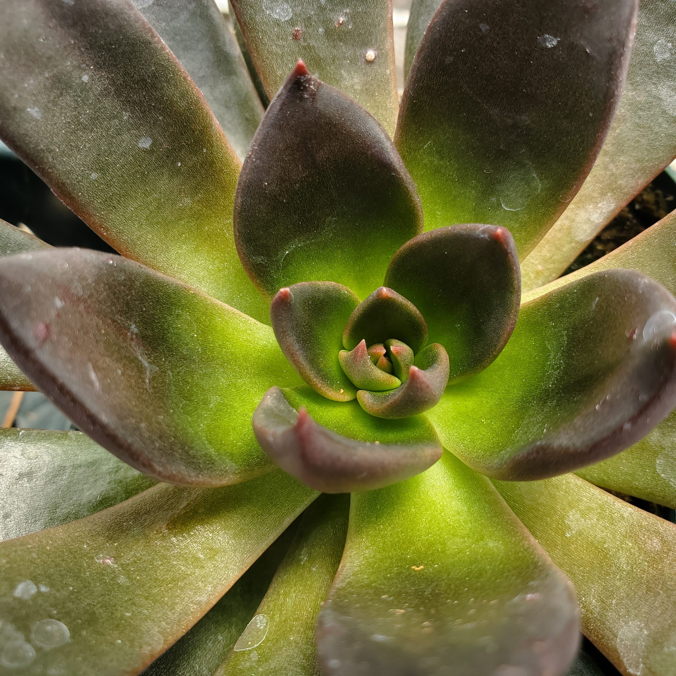 black flash echeveria detail image
