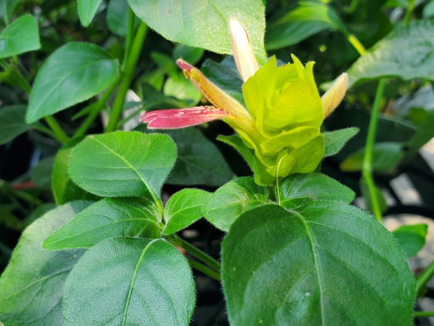 Fruit cocktail shrimp plant with blooming flowers on windowsill by Studley Flower Gardens