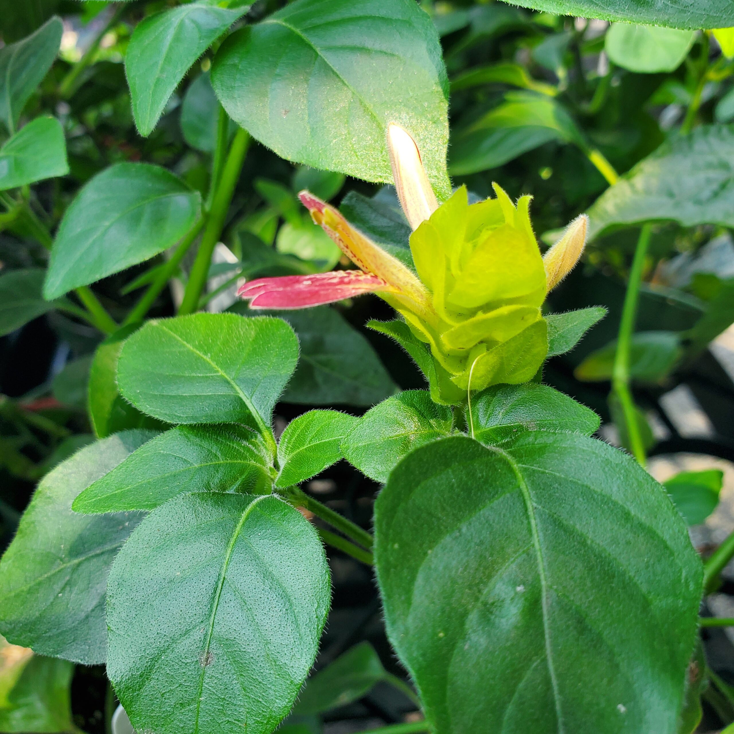 Fruit cocktail shrimp plant with blooming flowers on windowsill by Studley Flower Gardens