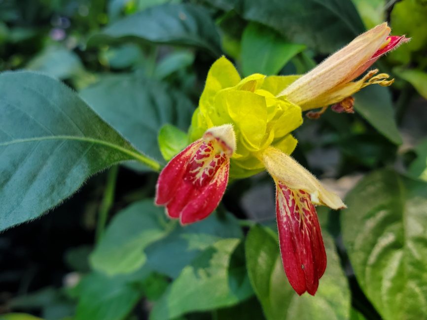 Fruit cocktail shrimp plant with bright golden lime bracts and red petals by Studley Flower Gardens