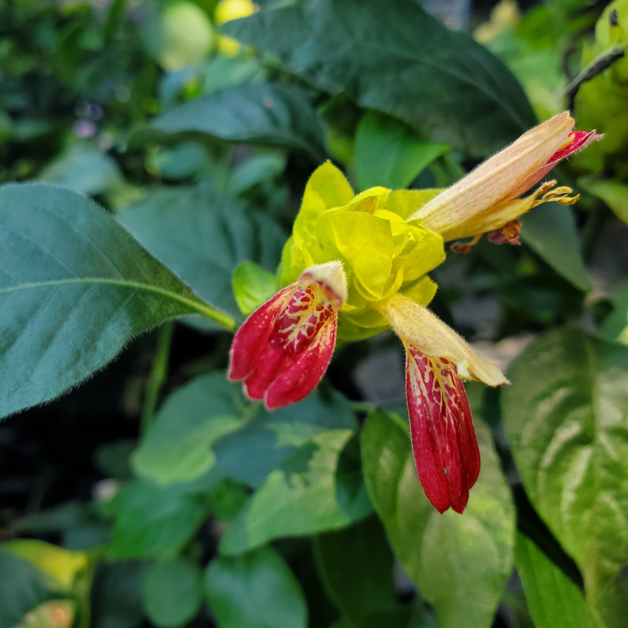 Fruit cocktail shrimp plant with bright golden lime bracts and red petals by Studley Flower Gardens