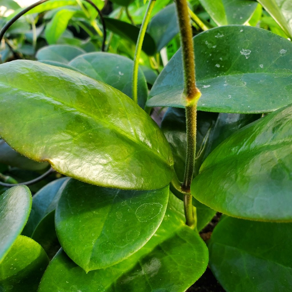 hoya australis detail image