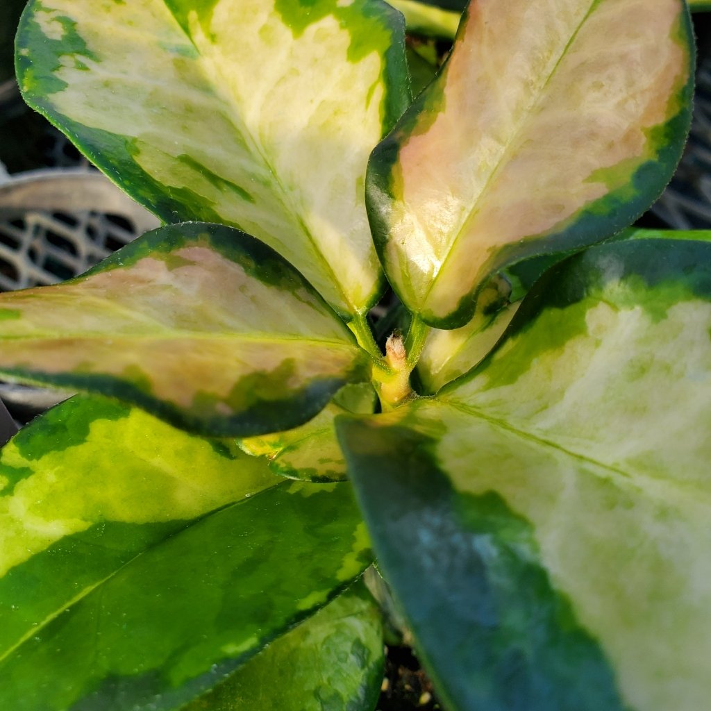 Hoya australis ‘Lisa’ with shiny variegated ovate leaves by Studley Flower Gardens