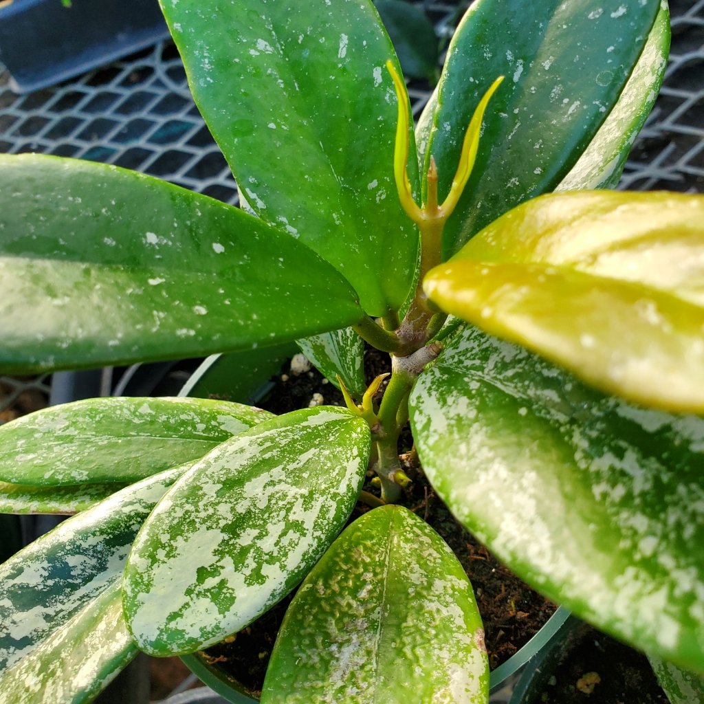 Hoya pubicalyx ‘Speckled’ trailing plant with variegated leaves by Studley Flower Gardens