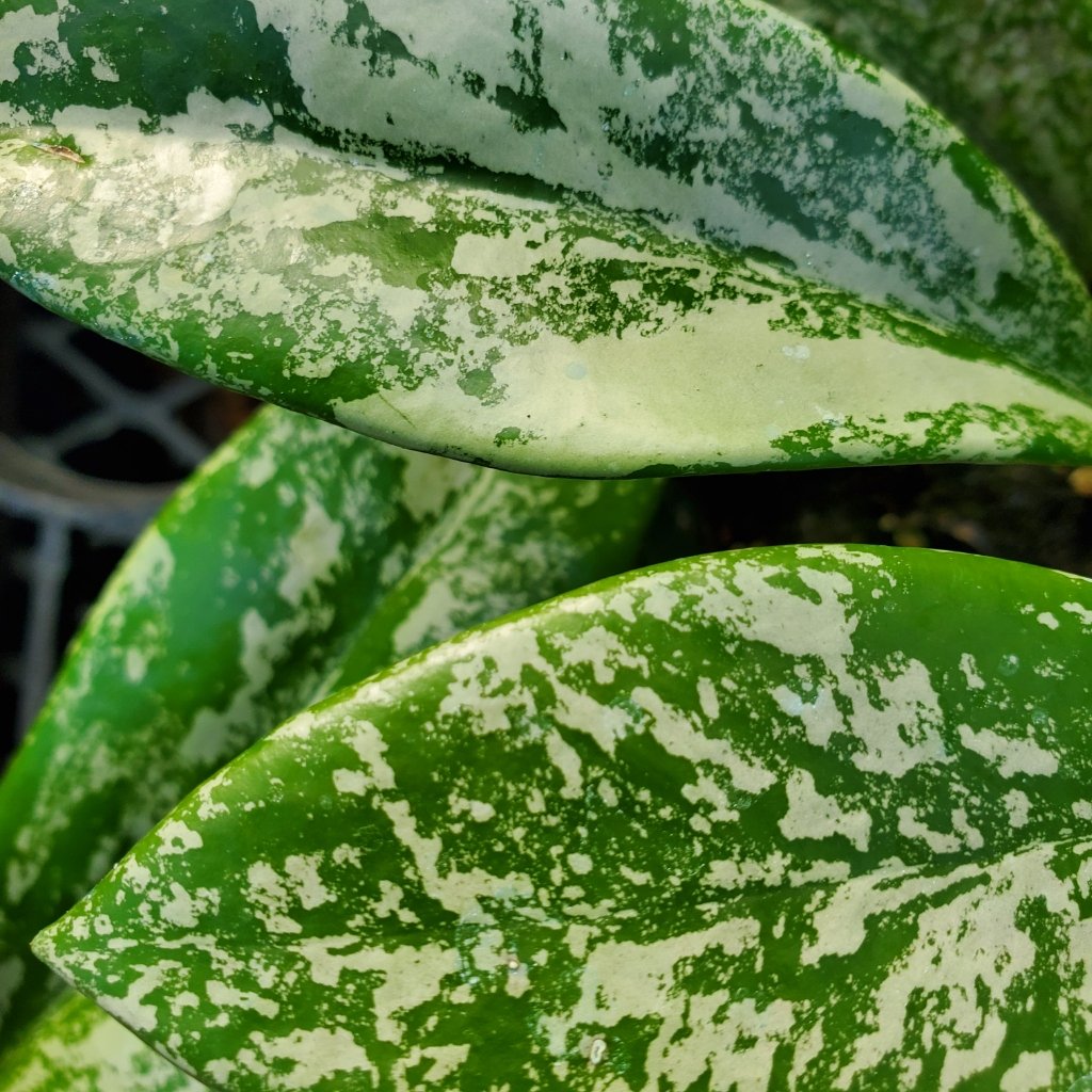 hoya pubicalyx ‘speckled’ detail image