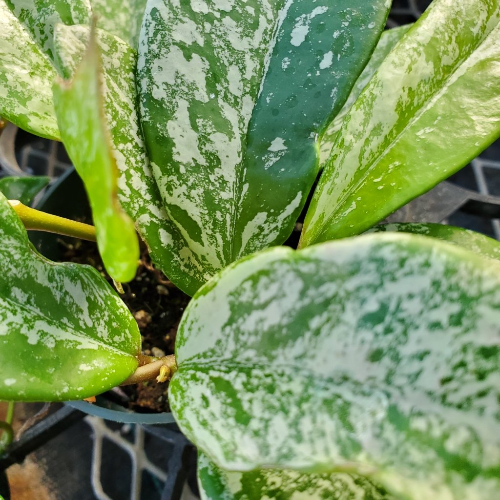 Hoya pubicalyx ‘Speckled’ with bright green speckled lanceolate leaves by Studley Flower Gardens