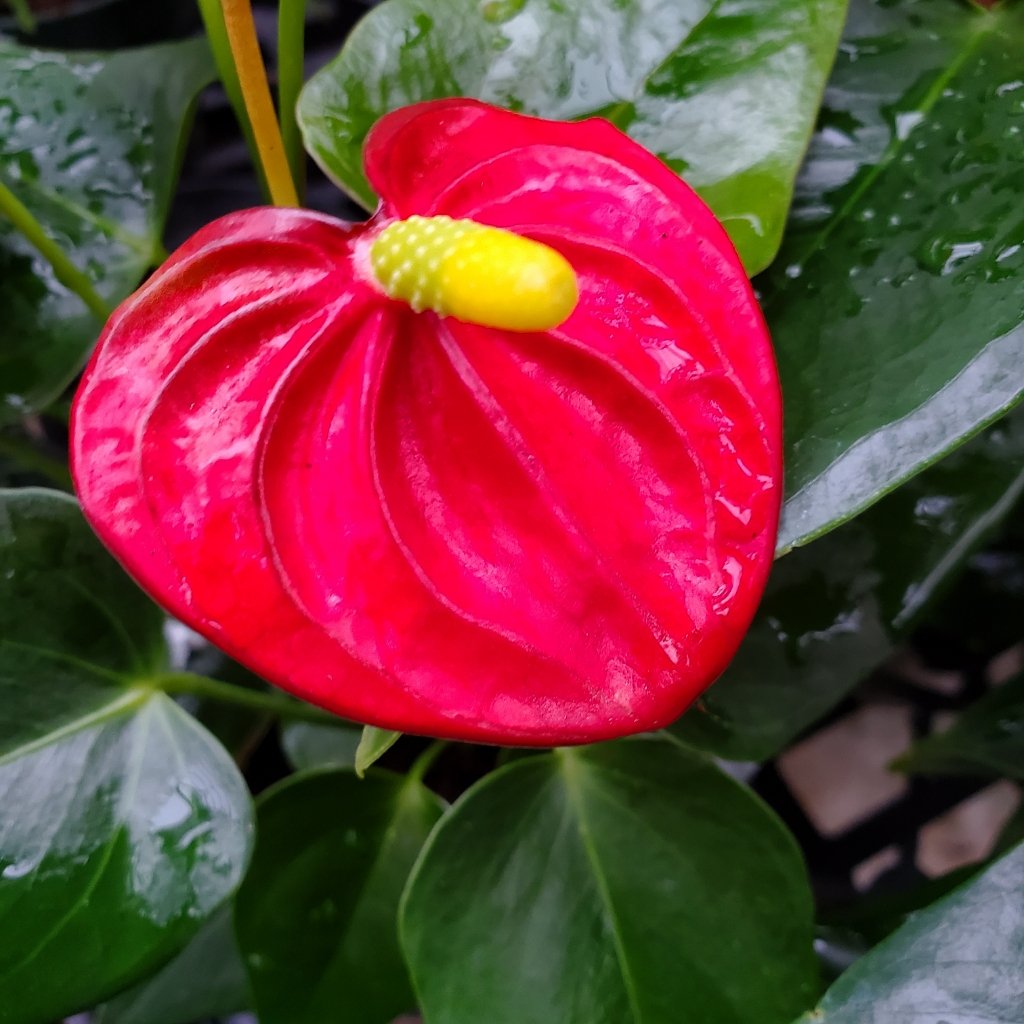 Anthurium ‘Flamingo Flower’ with bright pink blooms in partial shade by Studley Flower Gardens