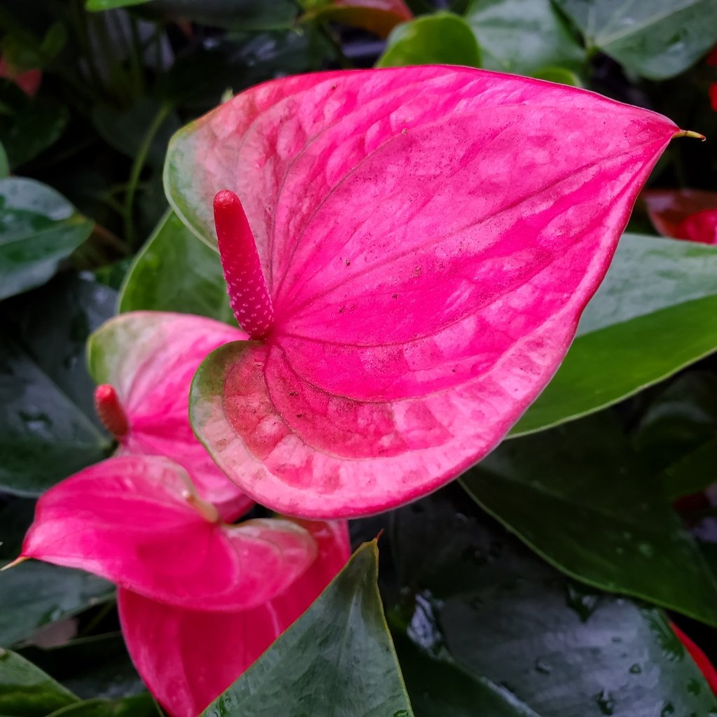 Anthurium ‘Flamingo Flower’ with vibrant pink heart-shaped spathe and glossy leaves by Studley Flower Gardens detail image