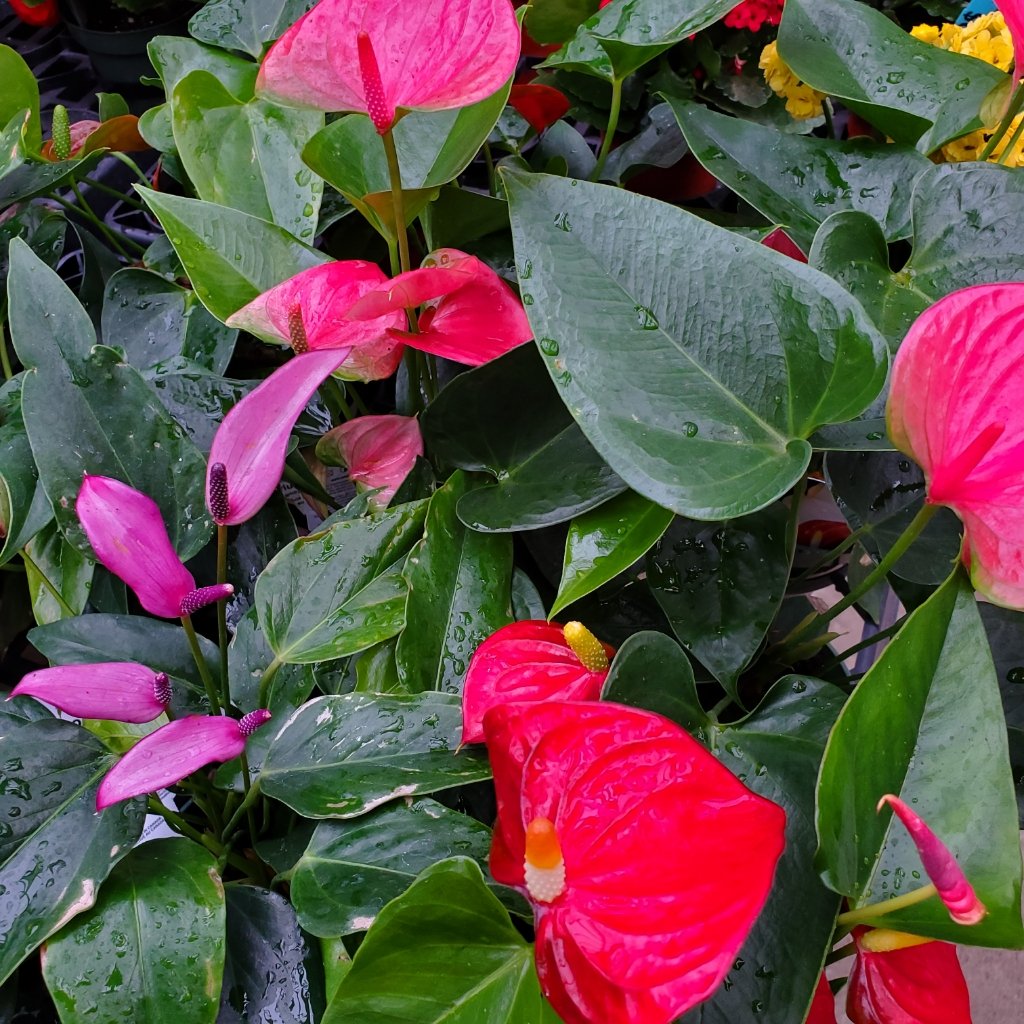 Anthurium ‘Flamingo Flower’ with vibrant pink spathe and glossy leaves by Studley Flower Gardens