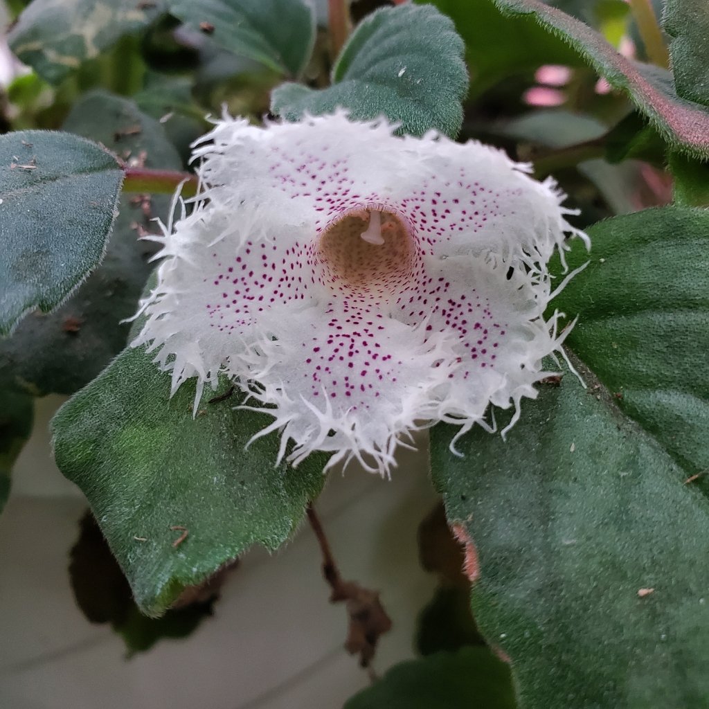 Lace flower with trailing blooms on a windowsill by Studley Flower Gardens