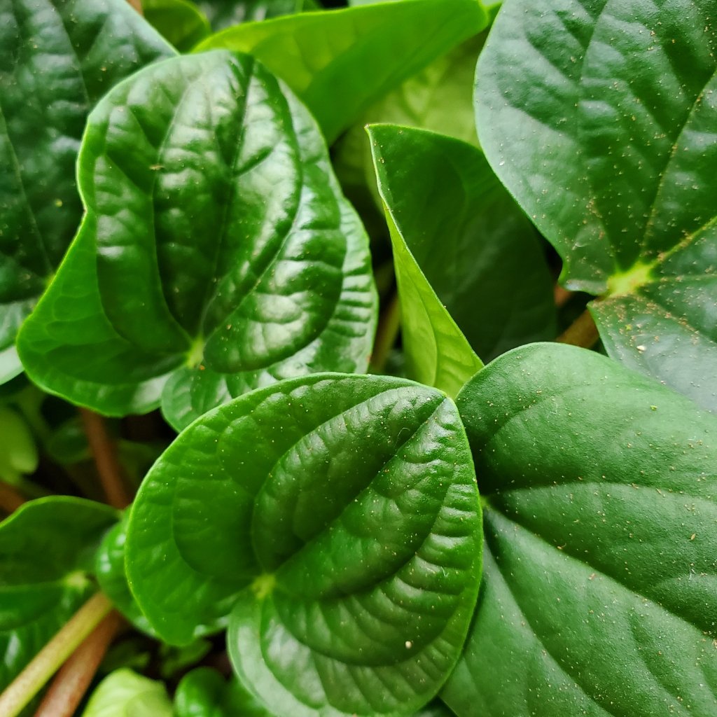 rana verde peperomia detail image