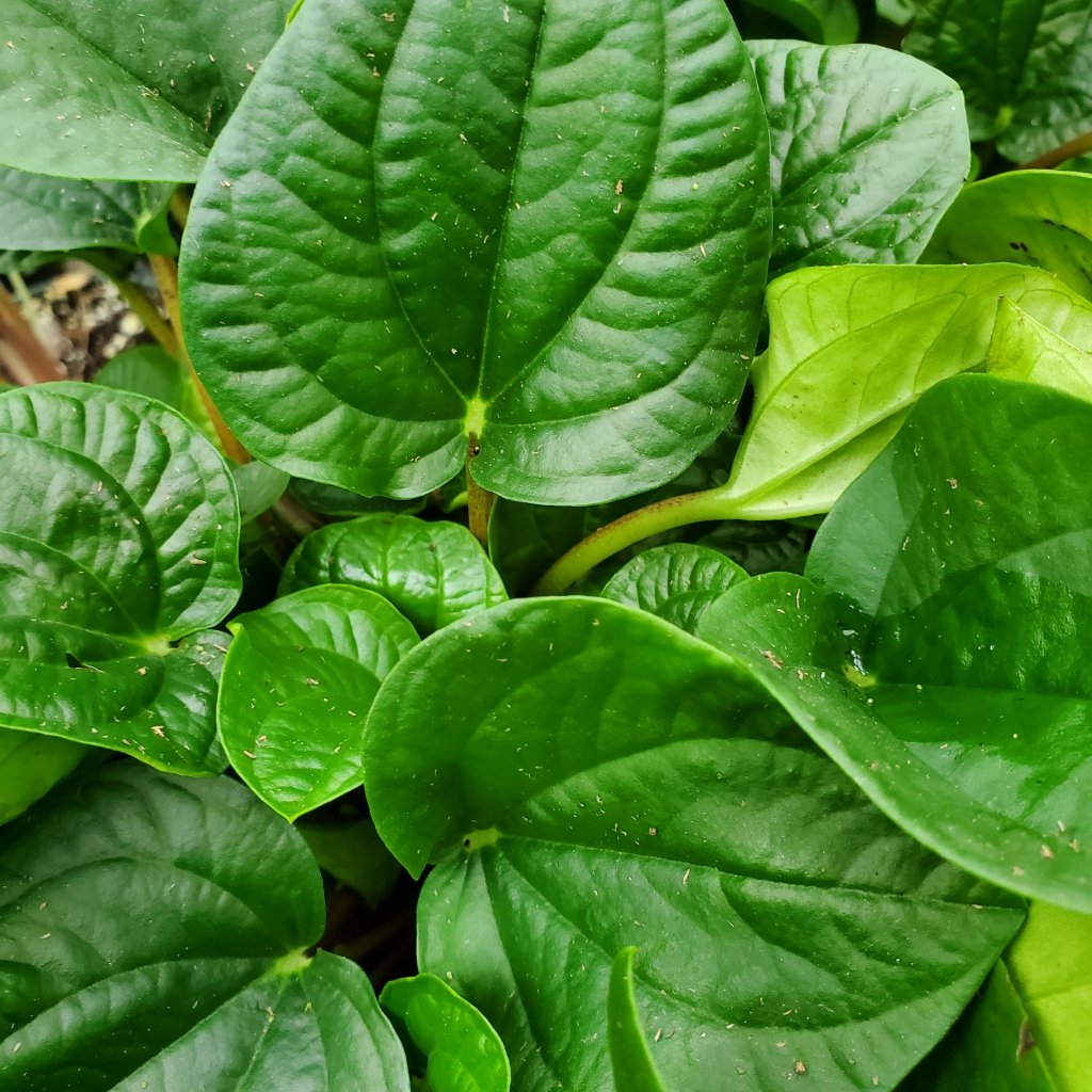 Rana Verde Peperomia with deep green rippled leaves on burgundy stems by Studley Flower Gardens