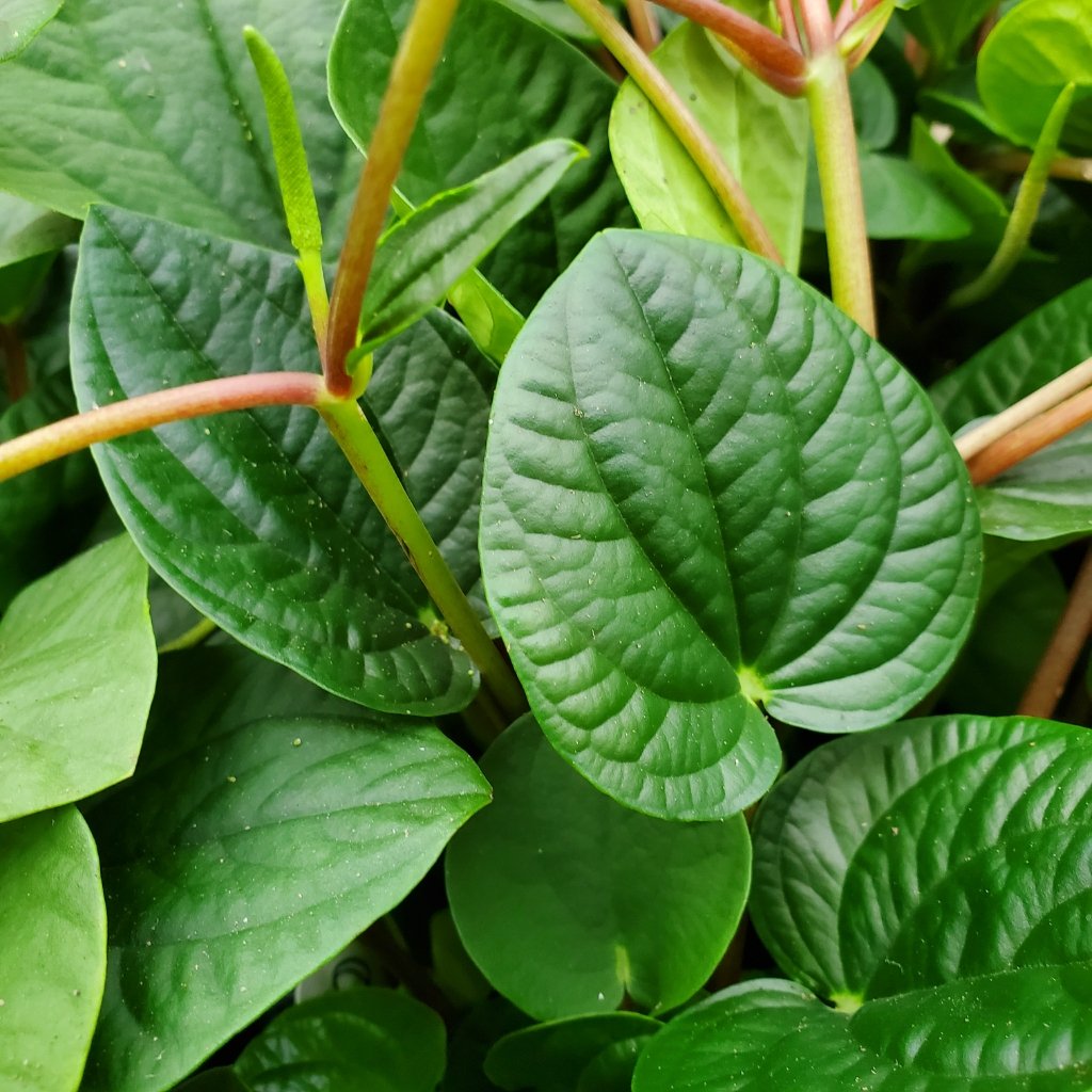Rana Verde Peperomia plant with vibrant green leaves in partial shade by Studley Flower Gardens