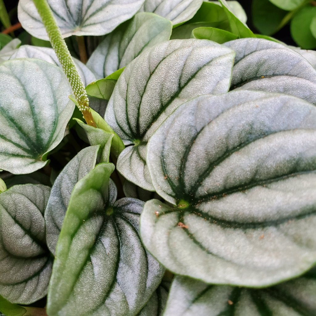 Frost Peperomia with frosty silvery heart-shaped leaves and deep green veins by Studley Flower Gardens