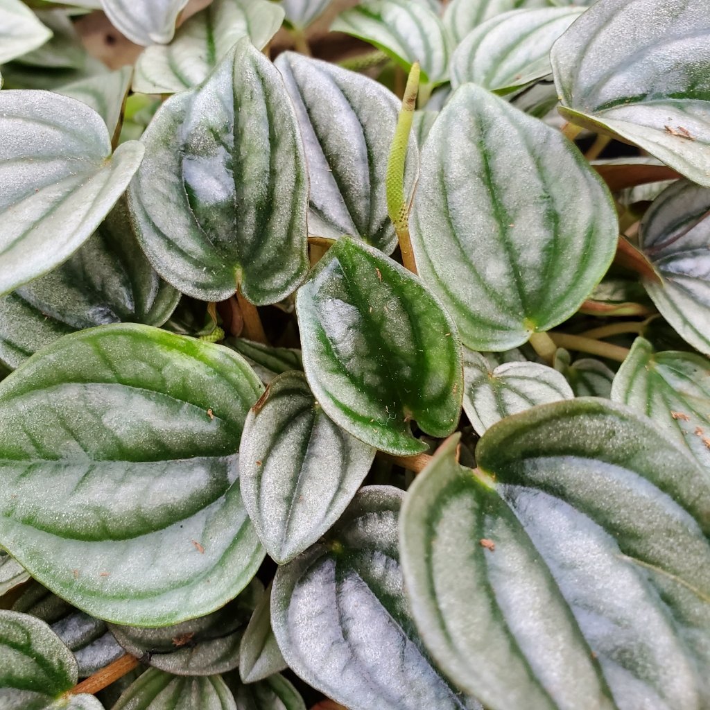 Napoli Nights Peperomia with textured silver and dark green leaves by Studley Flower Gardens