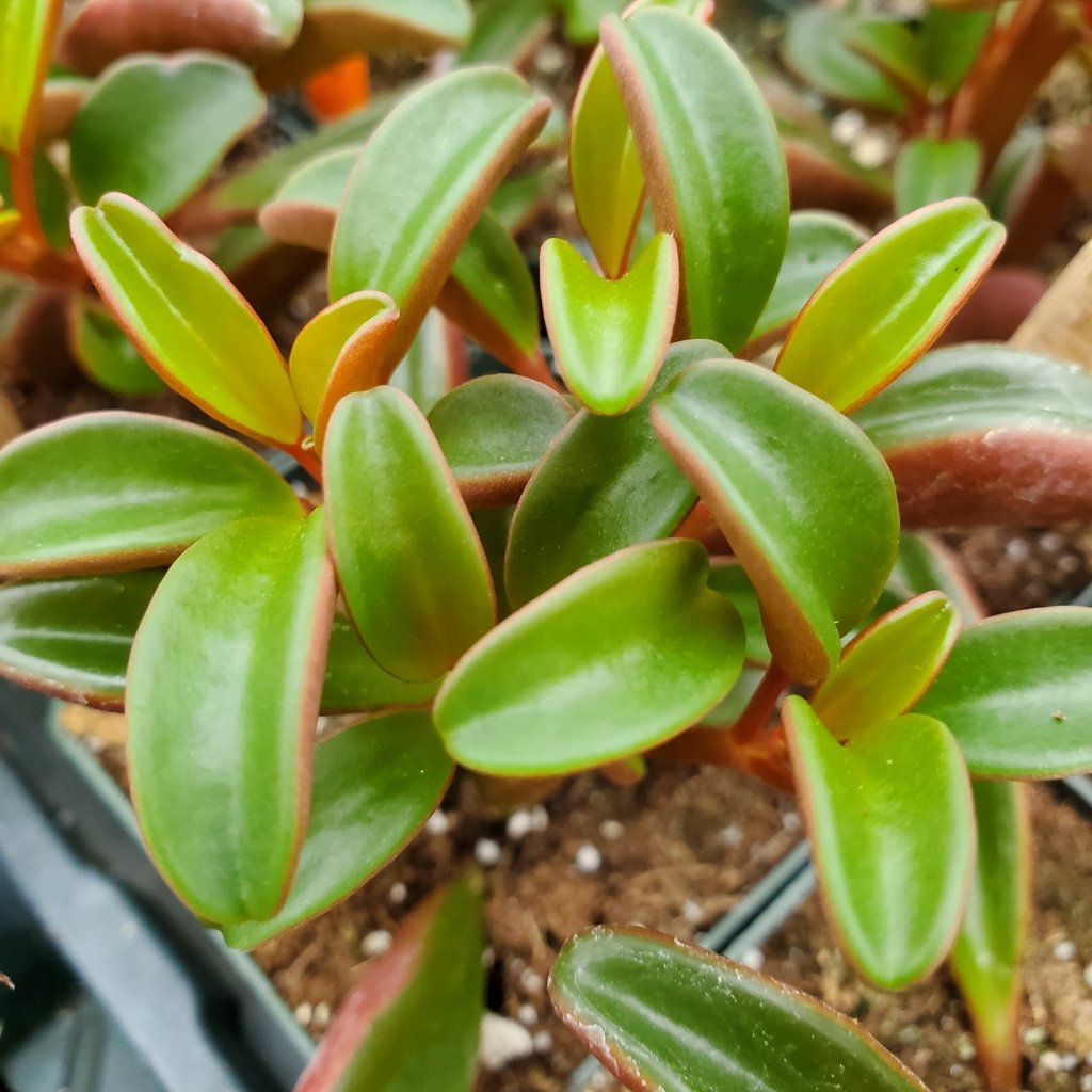 Ruby Glow Peperomia with thick elongated cupped leaves and bright red stems by Studley Flower Gardens