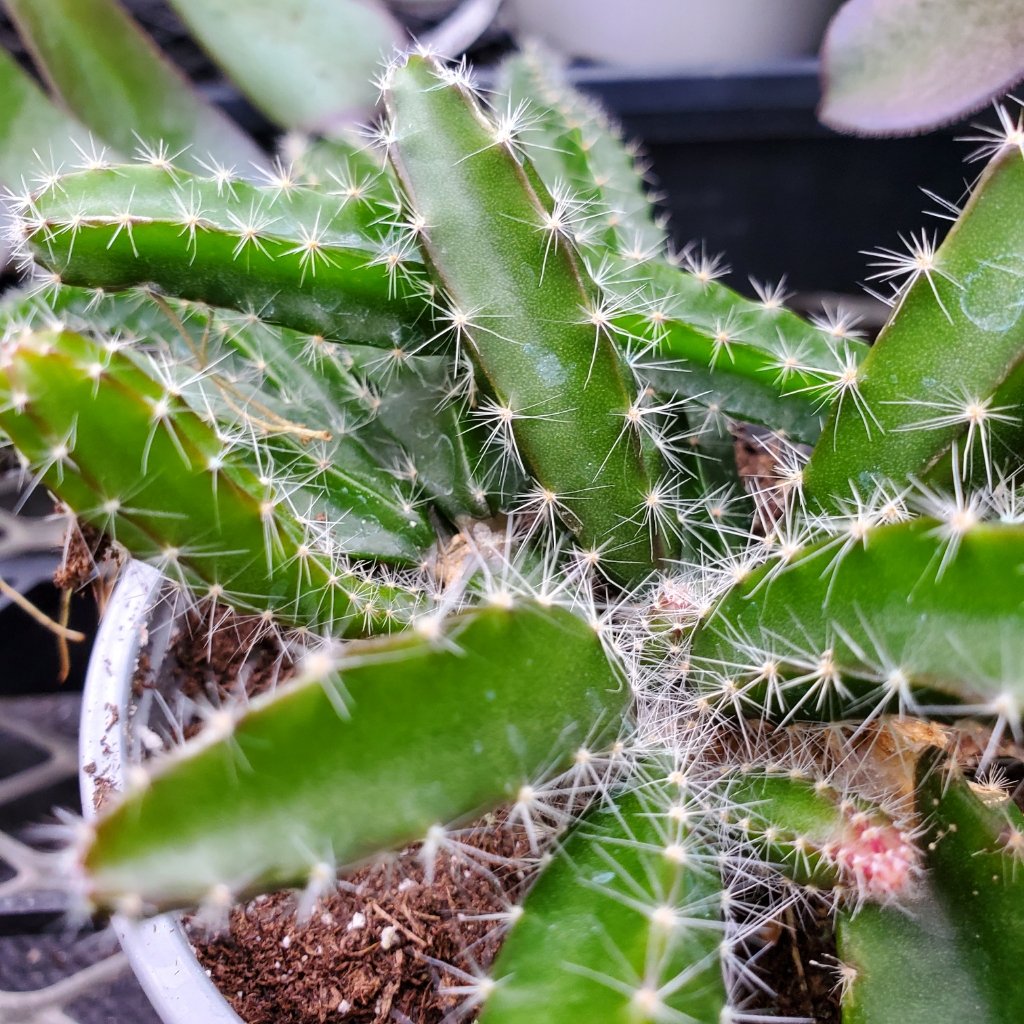 Dragon fruit cactus with long trailing stems and small thorns by Studley Flower Gardens
