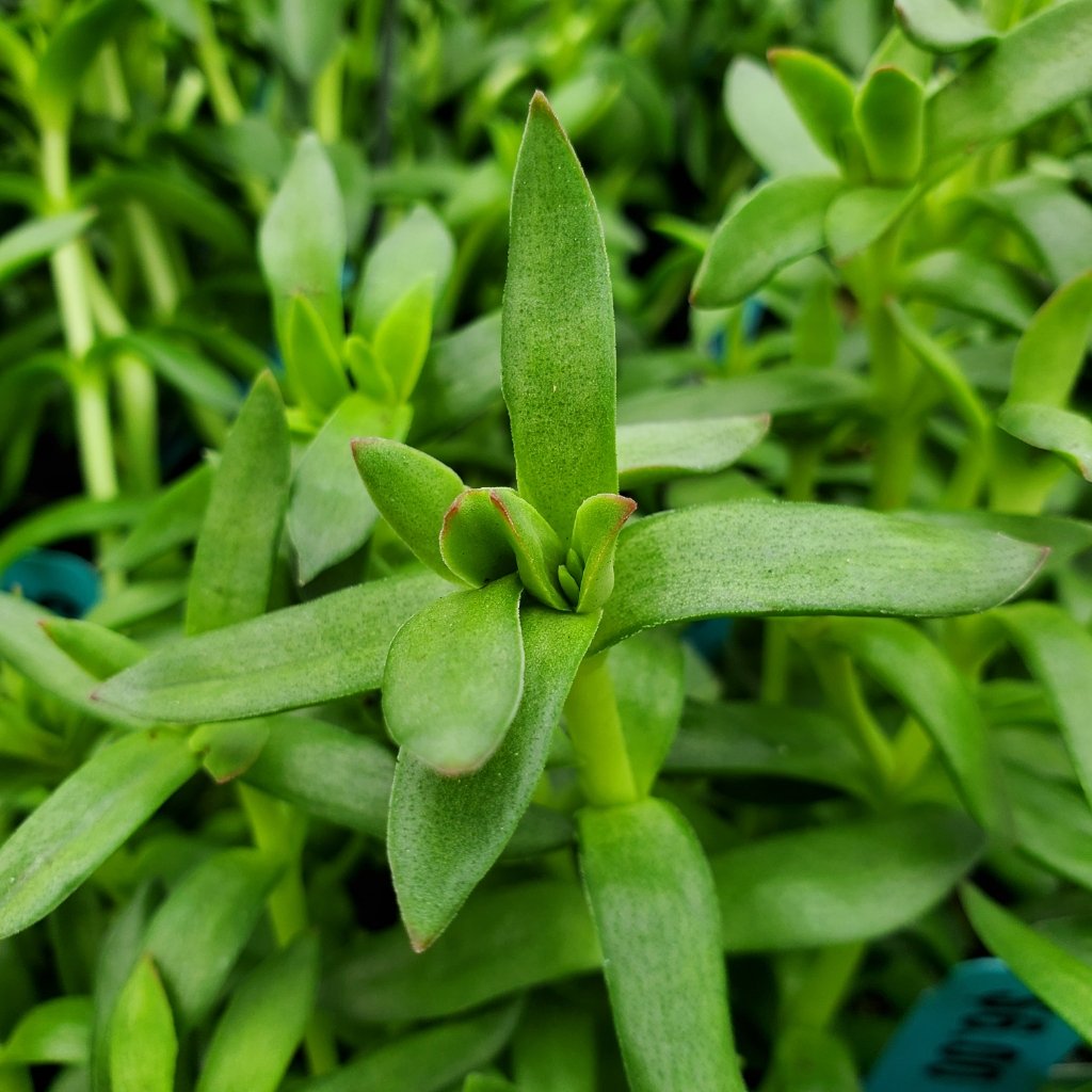 burgundy jade plant detail image