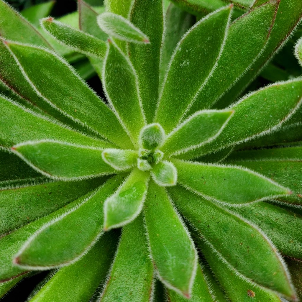 Arrow Echeveria succulent with long slender hairy leaves curling upward by Studley Flower Gardens