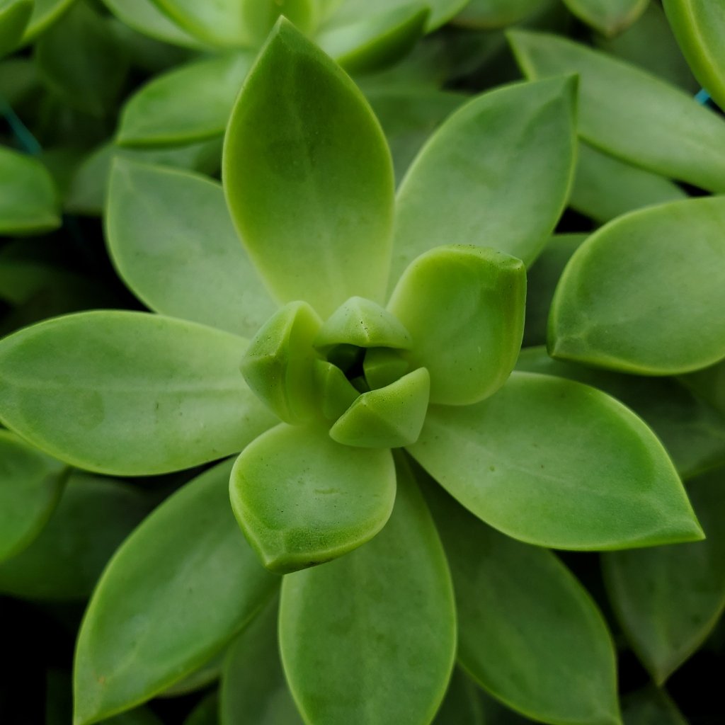 California Sunset Graptosedum succulent with sage green to peach ombre foliage by Studley Flower Gardens