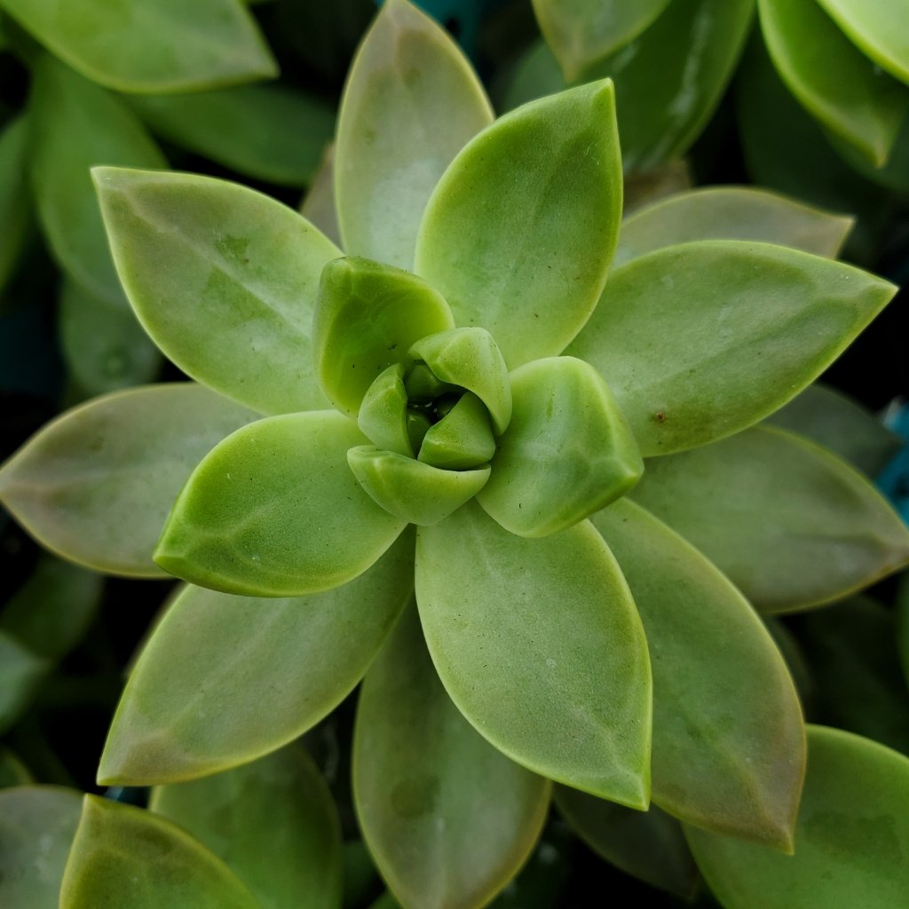 california sunset graptosedum detail image