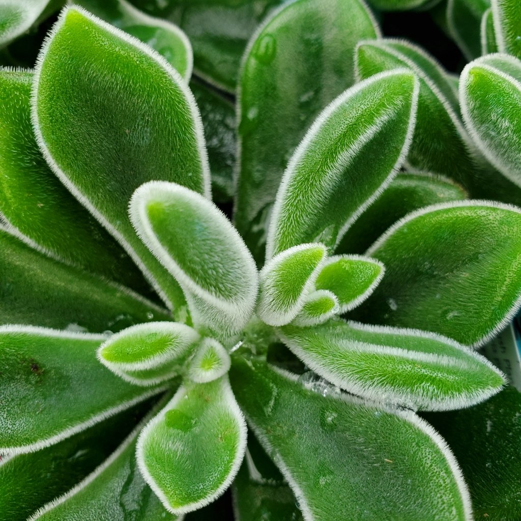 plush plant echeveria succulent with rosette leaves by Studley Flower Gardens