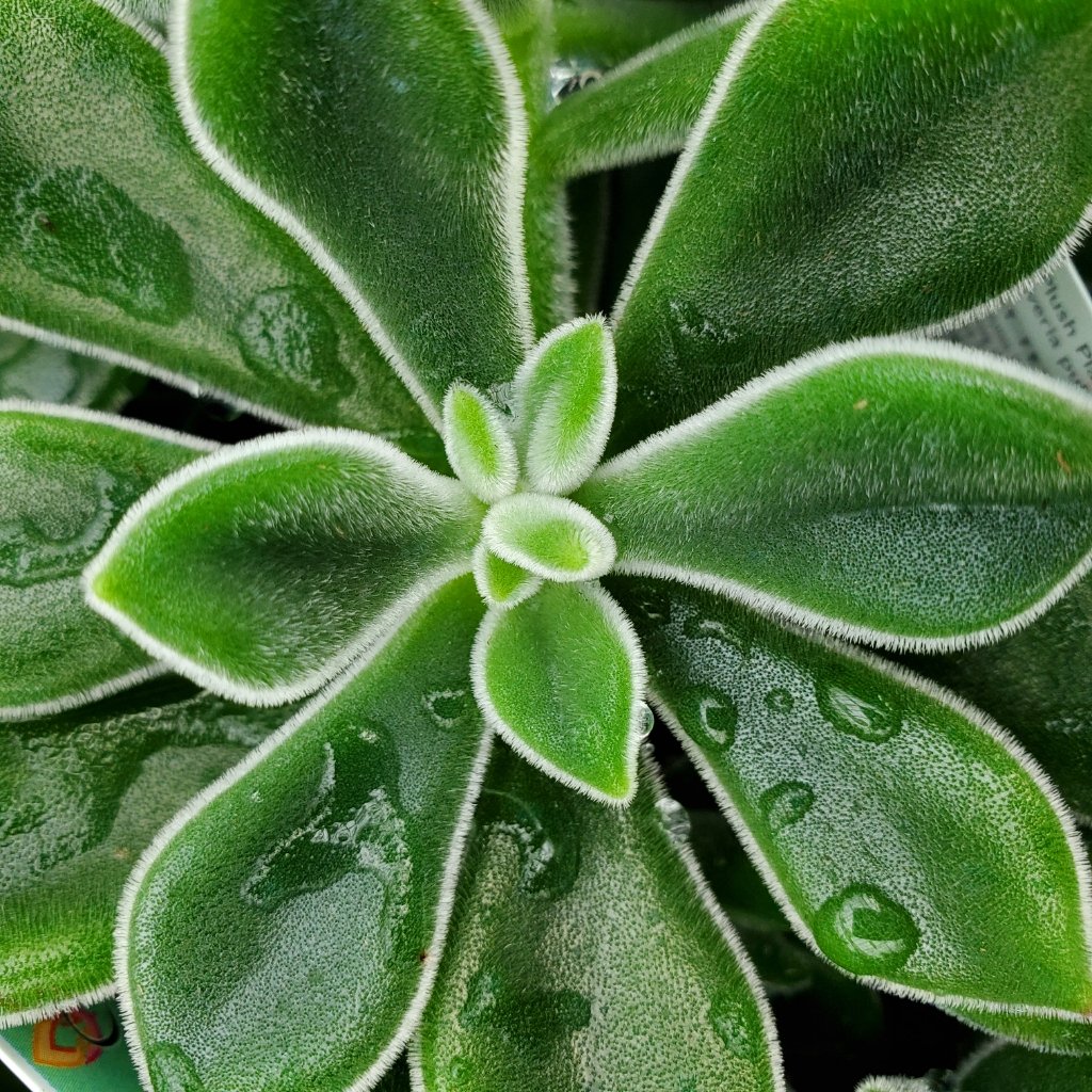 plush plant echeveria detail image