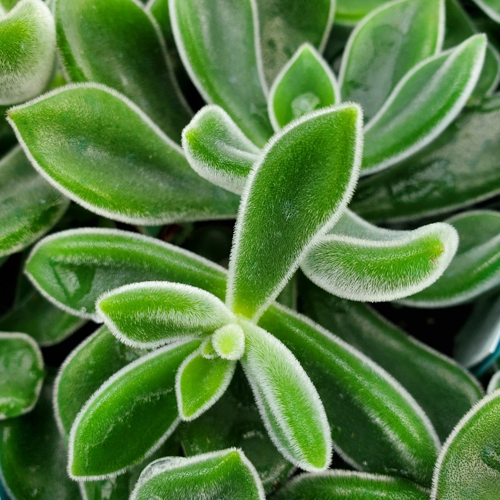 Plush Plant Echeveria succulent with soft silver-white frosted leaves and red tips by Studley Flower Gardens detail image