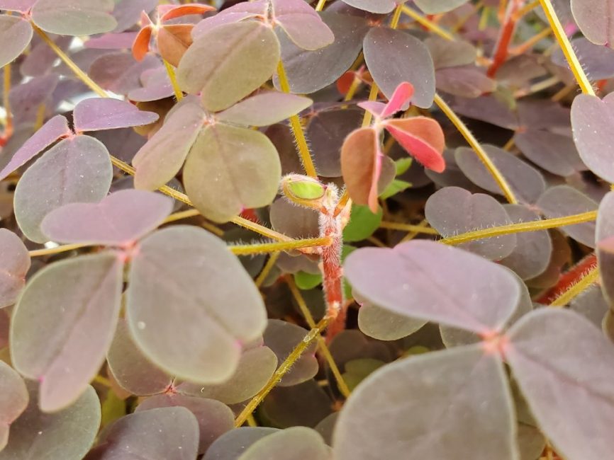 burgundy oxalis detail image