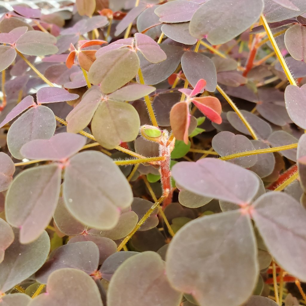burgundy oxalis detail image