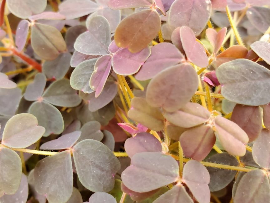 burgundy oxalis plant with deep red leaves in natural light by Studley Flower Gardens