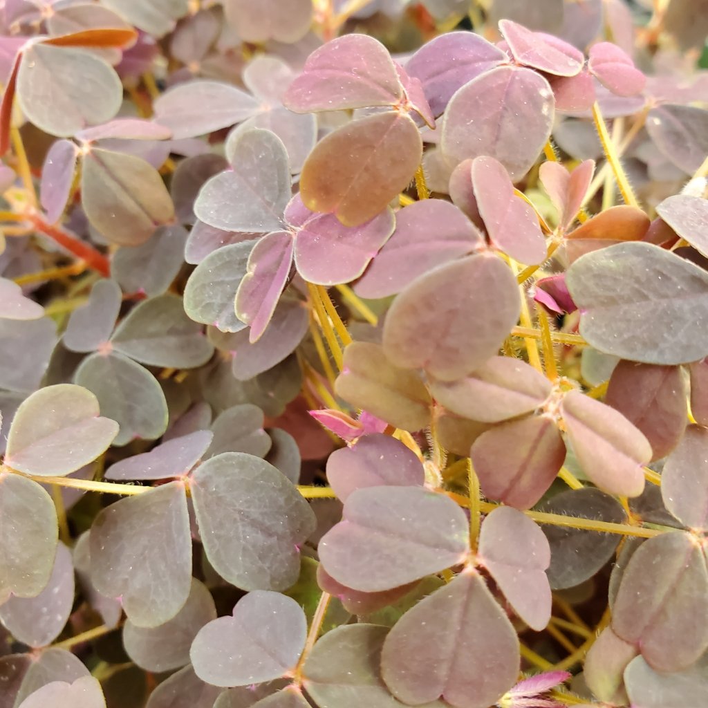 burgundy oxalis plant with deep red leaves in natural light by Studley Flower Gardens