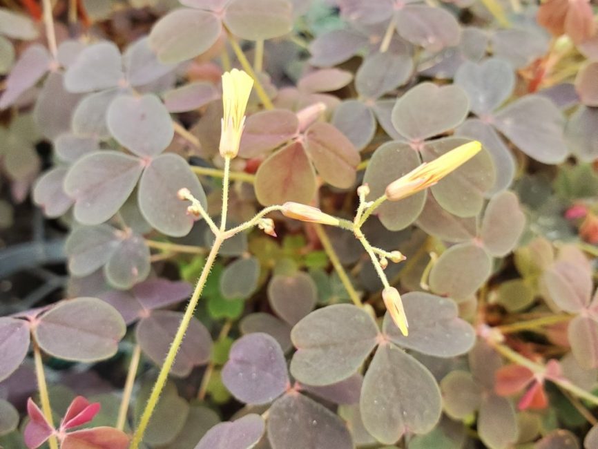 burgundy oxalis with bright yellow flowers and deep burgundy clover leaves by Studley Flower Gardens