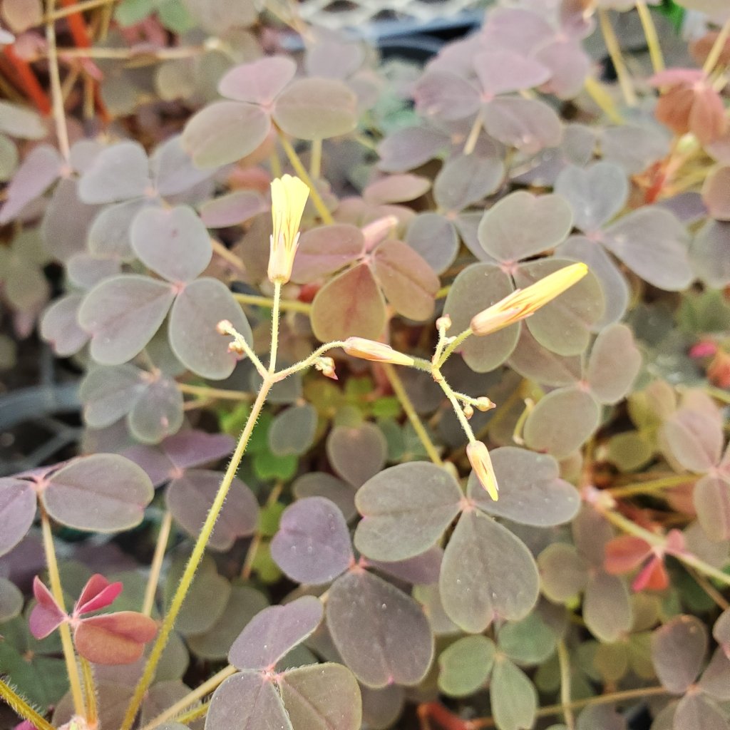 burgundy oxalis with bright yellow flowers and deep burgundy clover leaves by Studley Flower Gardens