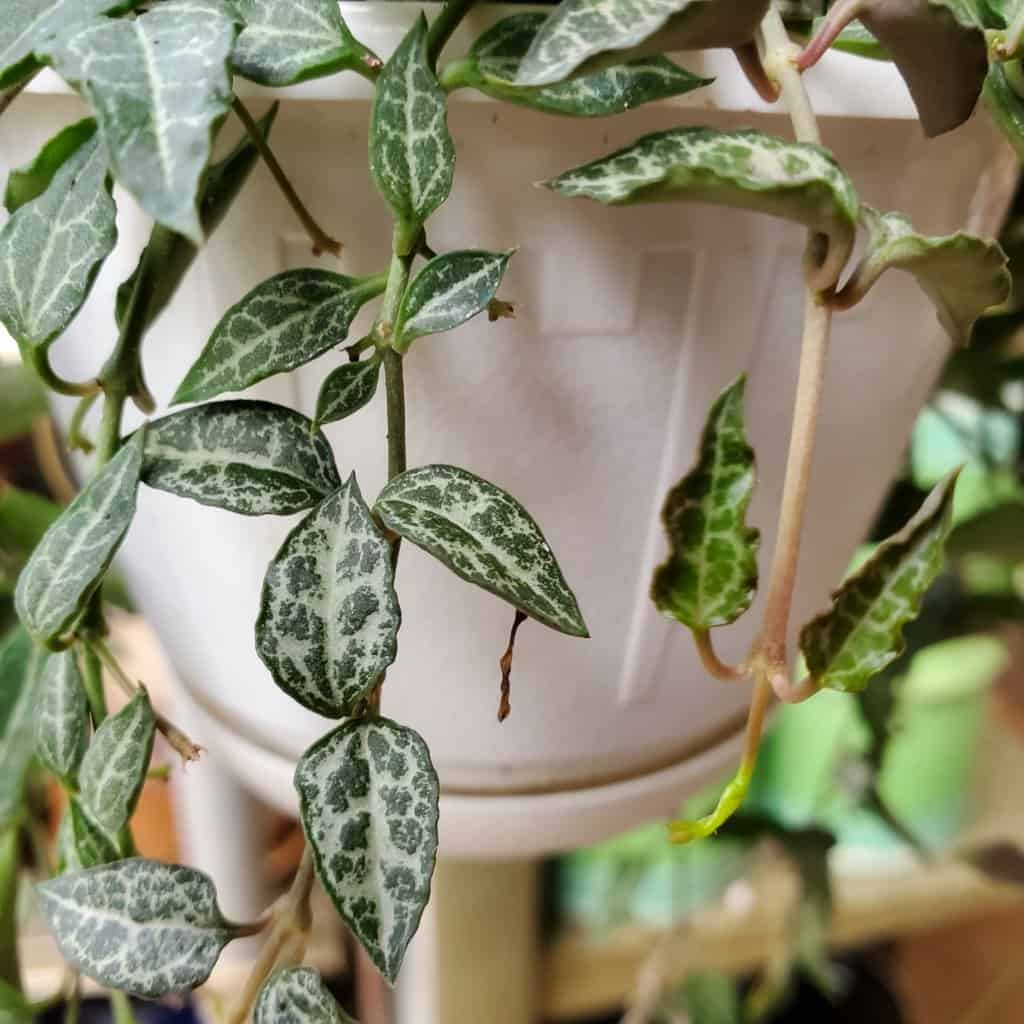 String of Spades succulent with pointed spade-shaped leaves and silver mottling by Studley Flower Gardens