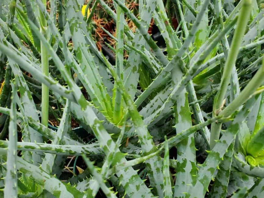 Blue Elf Aloe succulent with thick blue-green leaves by Studley Flower Gardens