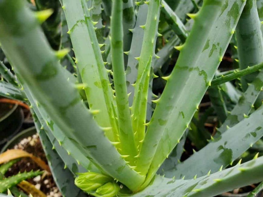 blue elf aloe detail image