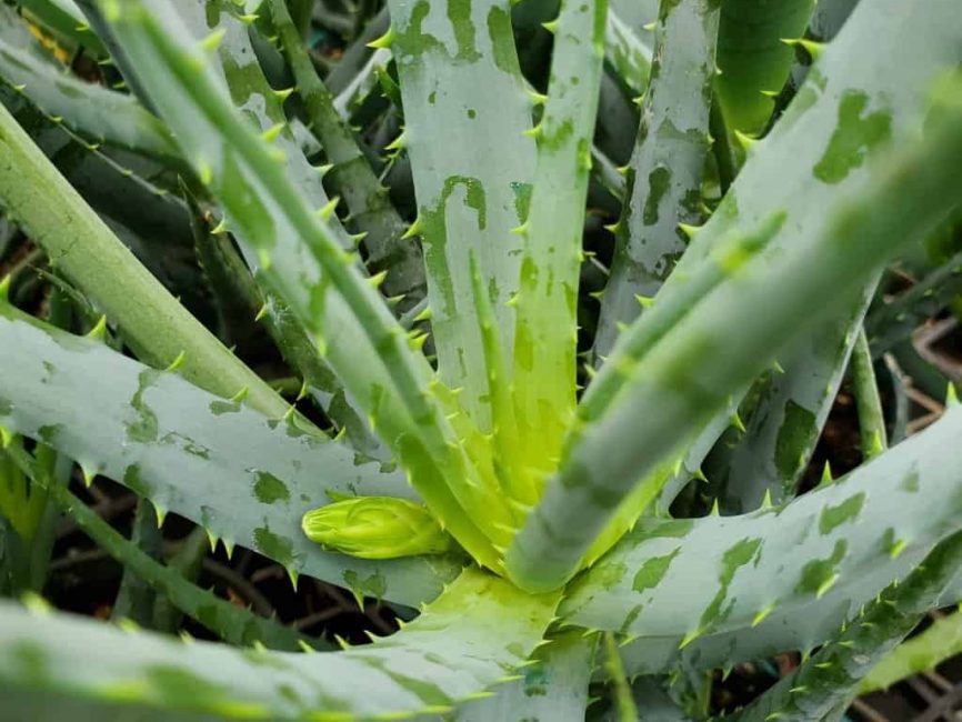 Blue Elf Aloe succulent with upright steel-gray leaves and sharp teeth by Studley Flower Gardens