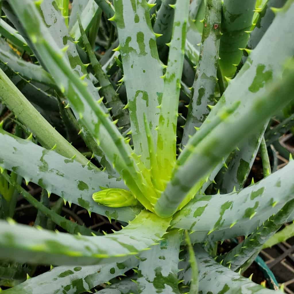 Blue Elf Aloe succulent with upright steel-gray leaves and sharp teeth by Studley Flower Gardens
