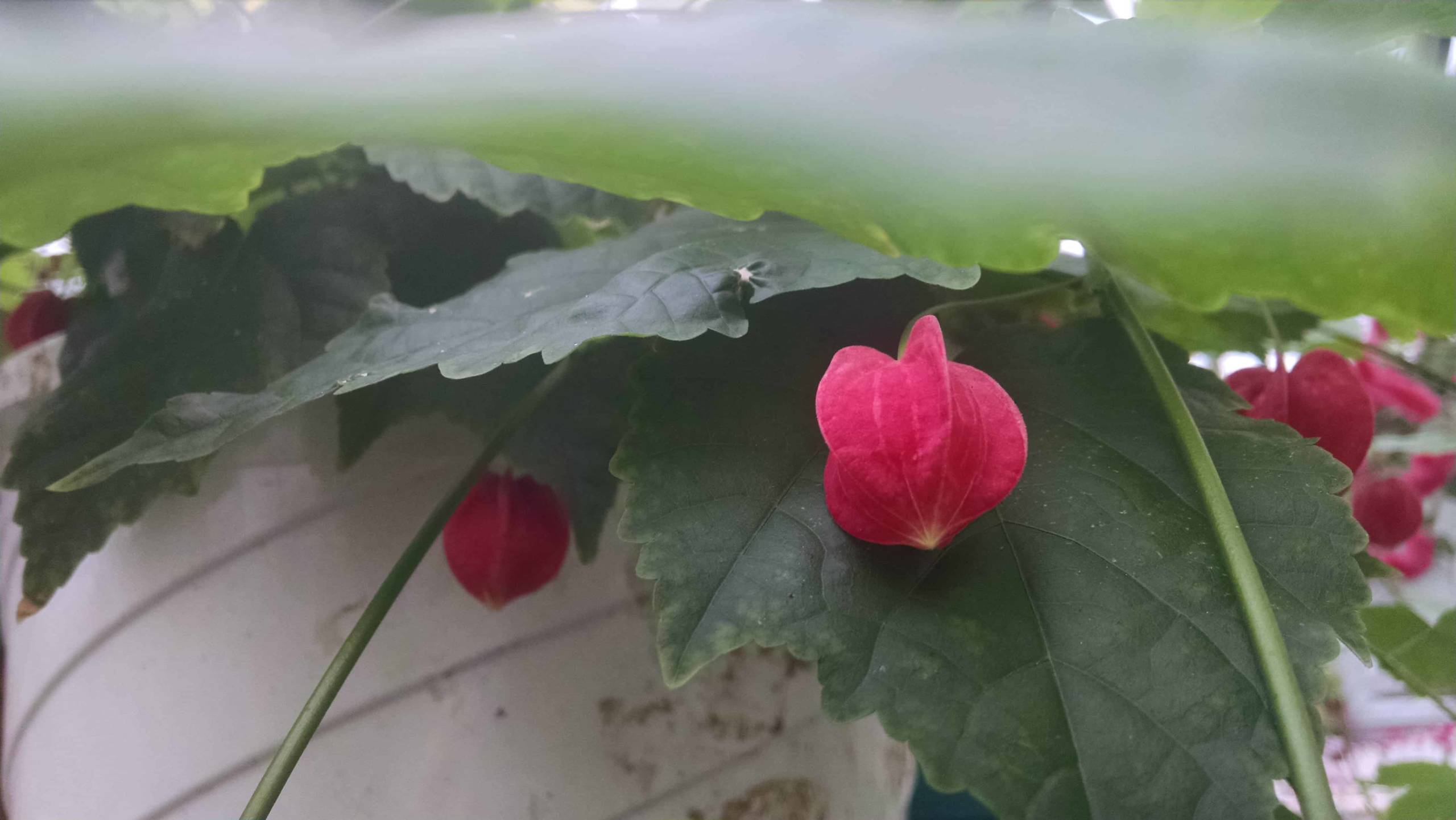 Big Belle Flowering Maple trailing windowsill plant by Studley Flower Gardens