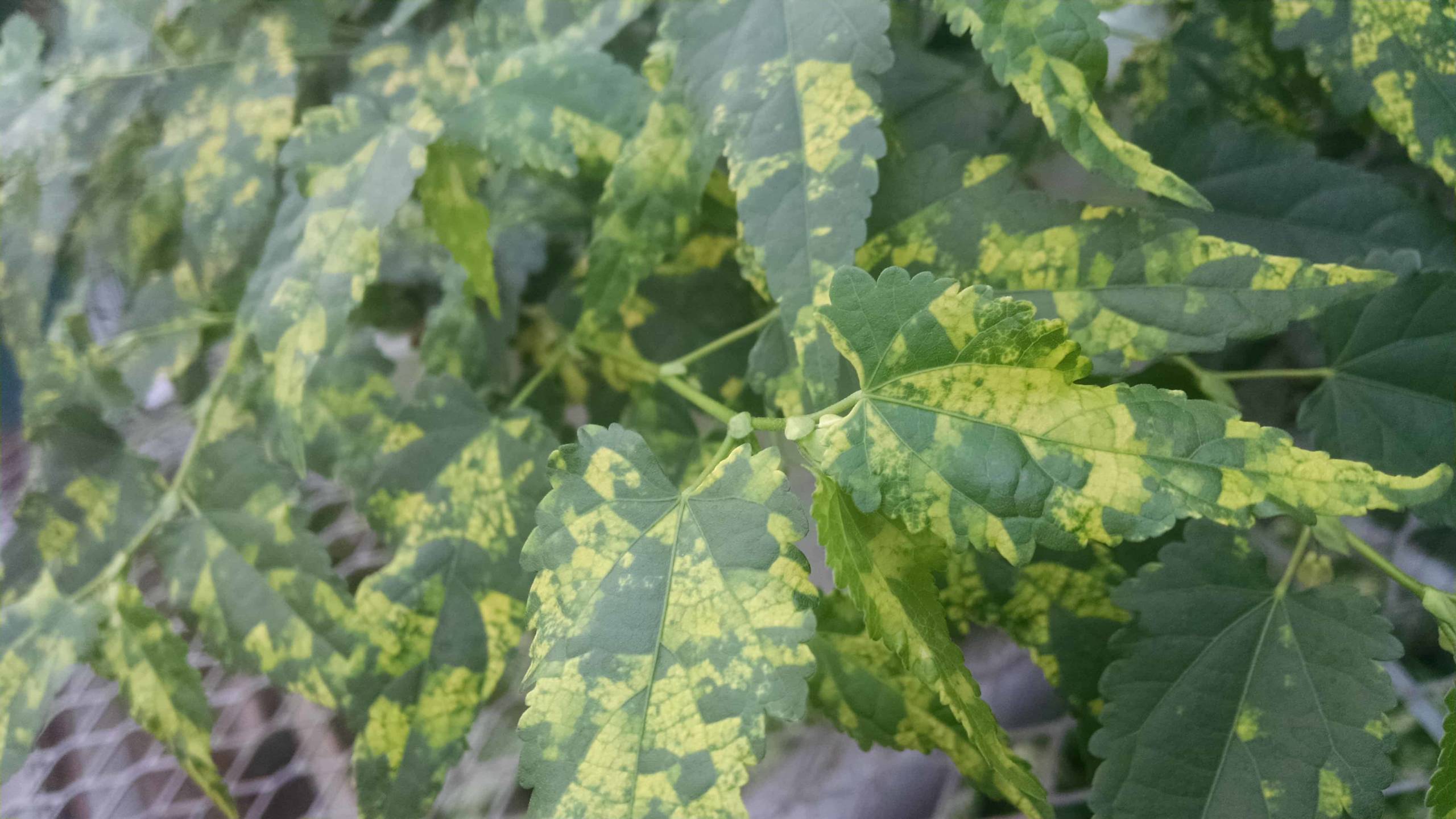 variegated chinese lanterns flowering maple detail image
