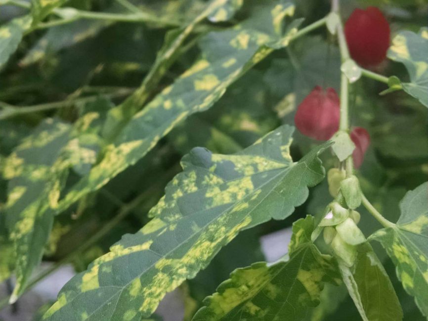 Variegated Chinese Lanterns flowering maple with variegated foliage by Studley Flower Gardens