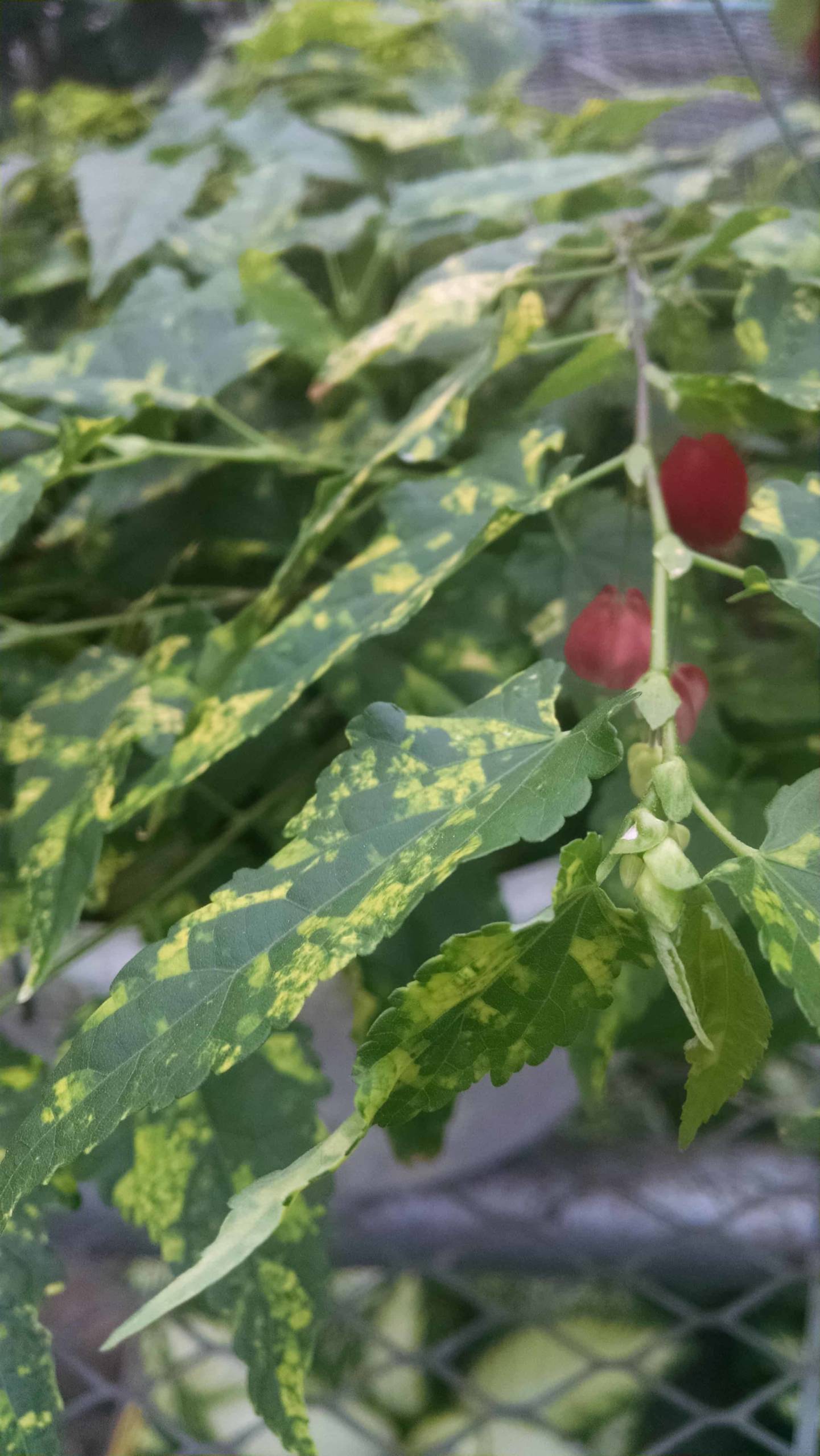 Variegated Chinese Lanterns flowering maple with variegated foliage by Studley Flower Gardens