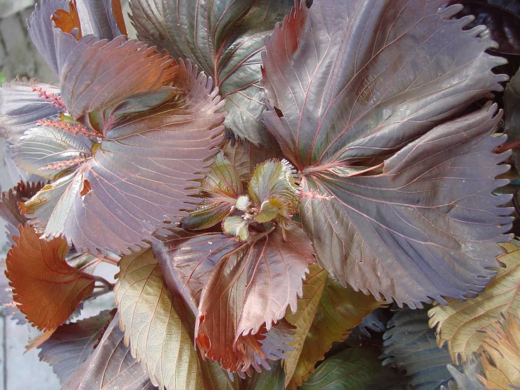 Haleakala Acalypha with copper purple filigree leaves by Studley Flower Gardens
