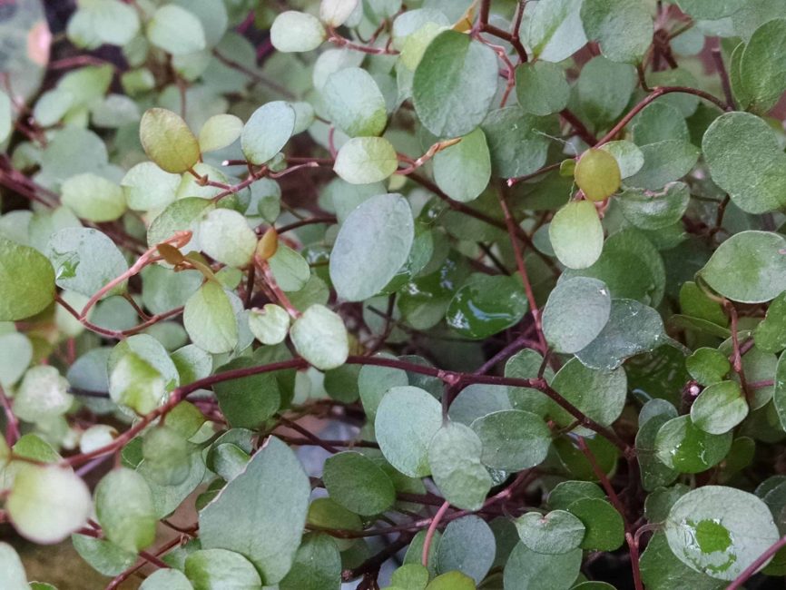 Angel vine, wire vine with petite oval leaves and wiry stems by Studley Flower Gardens