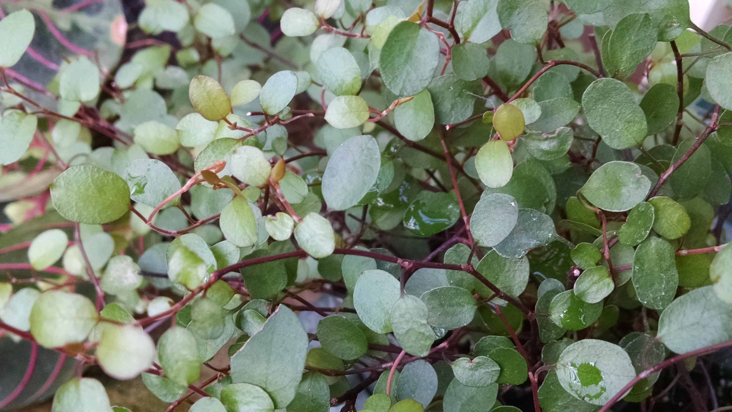 Angel vine, wire vine with petite oval leaves and wiry stems by Studley Flower Gardens