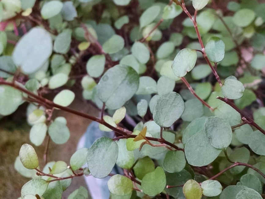 Angel vine, wire vine trailing plant by Studley Flower Gardens